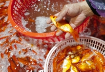 Chợ đầu mối xuyên đêm bán cá chép đỏ