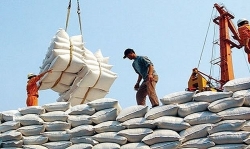 Giá gạo xuất khẩu cao kỷ lục