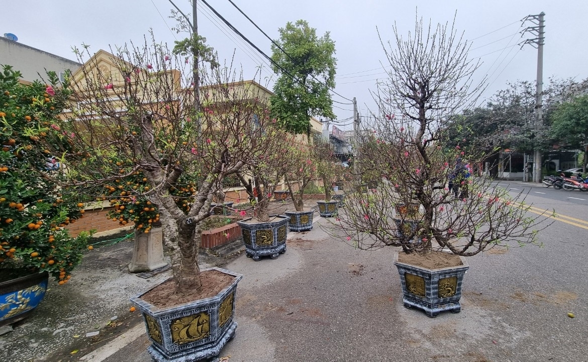 [CHÙM ẢNH]: Quất, đào tràn ngập phố phường Hà Nội chuẩn bị đón Tết