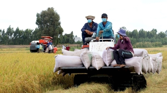 Gạo Việt xuống giá, Bộ Công thương nói "giá gạo không thể nào tăng mãi được"