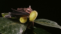 bo y te khuyen cao nguy co lay nhiem virus nipah qua thuc pham