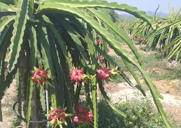 sieu thi chap nhan chiu lo khong loi nhuan giai cuu nong san