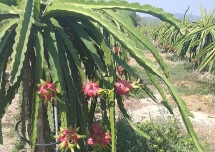 sieu thi chap nhan chiu lo khong loi nhuan giai cuu nong san