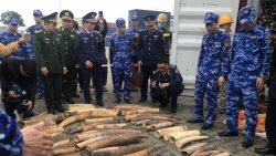 Công ty Kỹ thuật công nghệ HMD nhập khẩu trái phép 500kg ngà voi