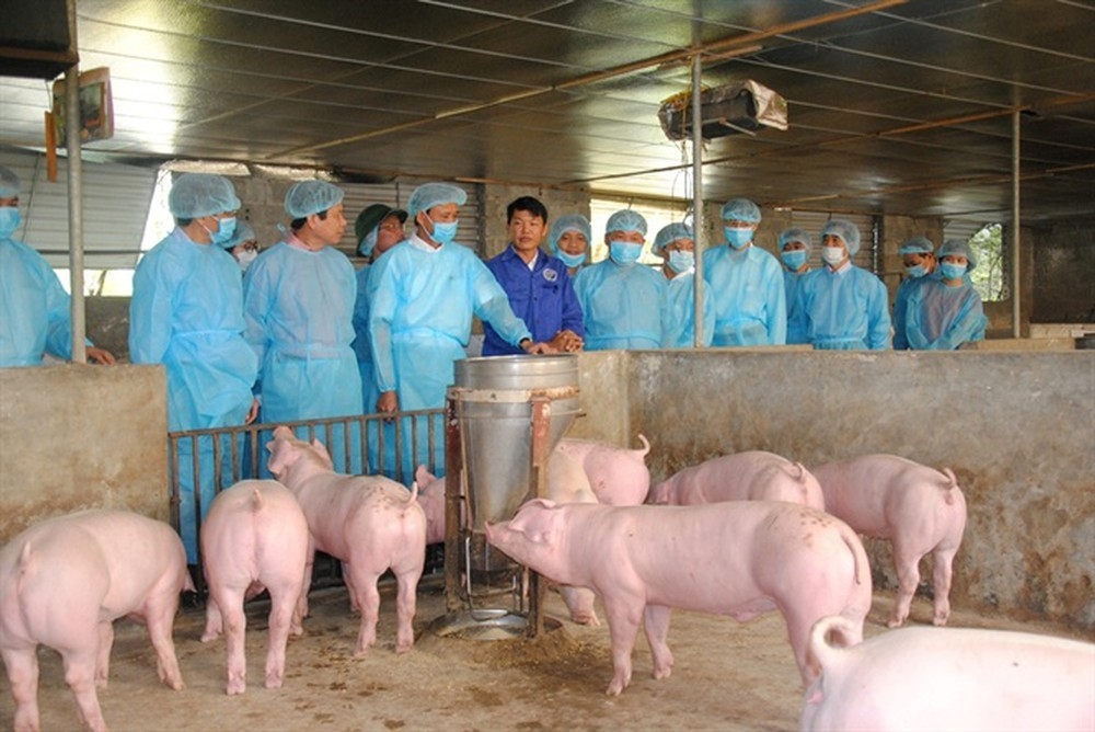 Người chăn nuôi “kêu cứu”, Chính phủ chỉ đạo loạt bộ ngành vào cuộc