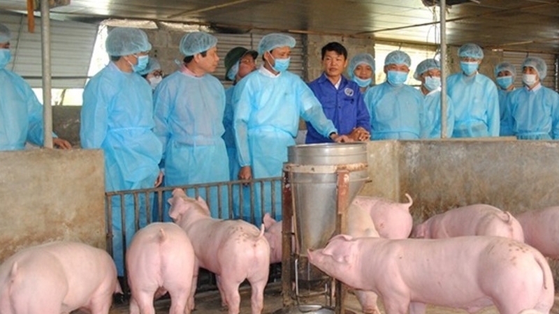 Người chăn nuôi “kêu cứu”, Chính phủ chỉ đạo loạt bộ ngành vào cuộc