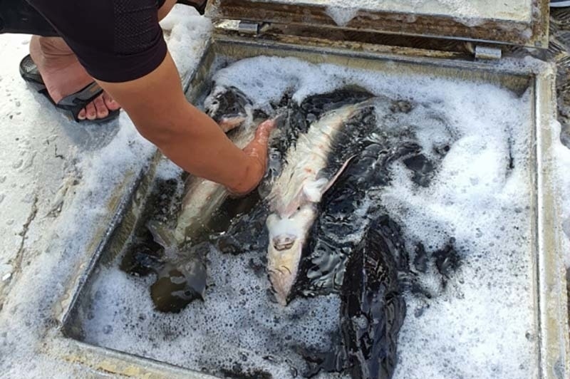 Ban Chỉ đạo 389 quốc gia yêu cầu “siết chặt” nhập khẩu cá tầm Trung Quốc
