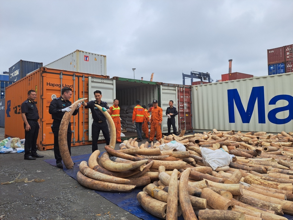 Bắt lô 7 tấn ngà voi nhập lậu lớn nhất từ trước đến nay tại cảng Hải Phòng