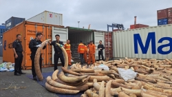 Bắt lô 7 tấn ngà voi nhập lậu lớn nhất từ trước đến nay tại cảng Hải Phòng