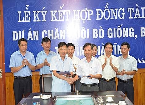 BIDV rót hơn 2.000 tỷ vào dự án chăn nuôi bò "chết yểu" ở Hà Tĩnh bidv co mat von khi rot hon 2000 ty vao du an chan nuoi bo o ha tinh