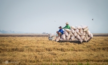 dieu hanh xuat khau gao giat cuc lam kho doanh nghiep