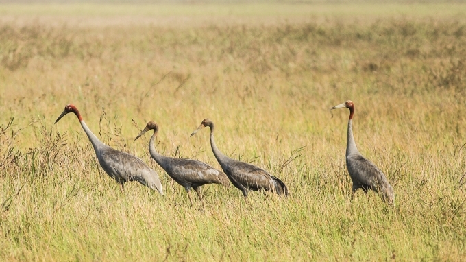 Nhức nhối nạn “cò tặc” ở rừng tràm Trà Sư