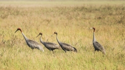 Nhức nhối nạn “cò tặc” ở rừng tràm Trà Sư