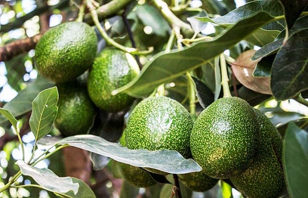 Quả bơ Việt Nam có cơ hội xuất khẩu sang Hoa Kỳ qua bo viet nam co co hoi xuat khau sang hoa ky