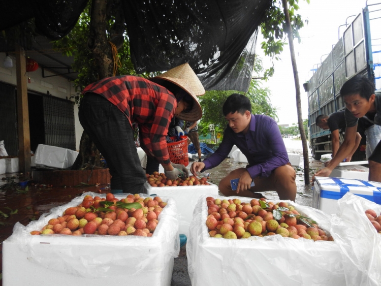 Giá vải thiều có thể tăng gấp 3 lần