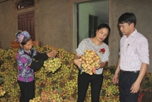 Vải thiều Việt Nam “mừng thầm” vì vải Trung Quốc mất mùa, giá cao