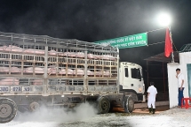 Việt Nam có thể cho nhập khẩu lợn sống