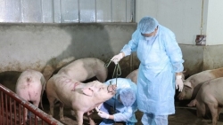 viet nam ngung nhap khau lon song tu thai lan