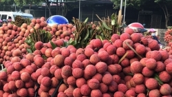 Nông sản Bắc Giang, Hải Dương được ưu tiên cấp chứng nhận xuất xứ xuất khẩu