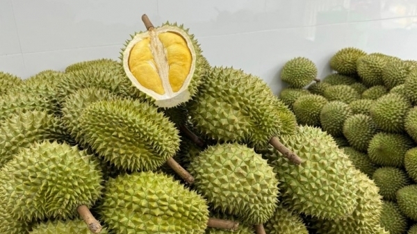 Chính phủ chỉ đạo gỡ khó cho sản xuất, xuất khẩu sầu riêng