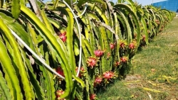 thanh long viet nam them doi thu canh tranh tai thi truong trung quoc