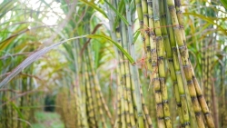 Việt Nam áp thuế chống trợ cấp, bán phá giá đường mía nhập khẩu từ Thái Lan