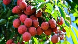 Xúc tiến thương mại mặt hàng trái vải và nhãn ra thị trường nước ngoài