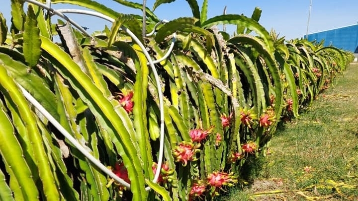 Châu Âu tăng tần suất kiểm tra với trái thanh long Việt Nam