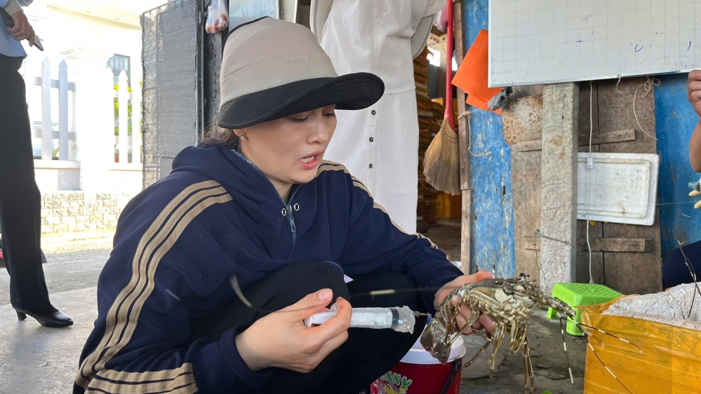 Tiêm tạp chất vào tôm hùm đã chết để bán ra thị trường