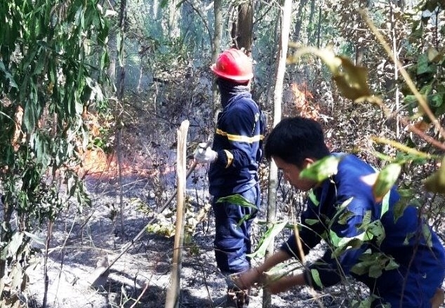 ca nuoc co 2834ha dien tich rung bi pha trong 6 thang dau nam