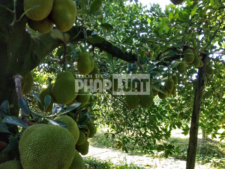 thuong lai trung quoc ngung mua mit thai rot gia the tham