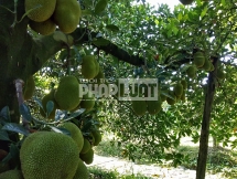 thuong lai trung quoc ngung mua mit thai rot gia the tham