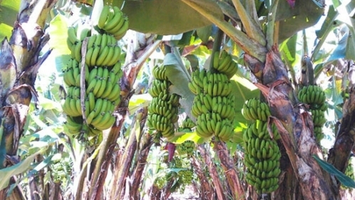 Cơ hội cho nông sản Việt Nam tiến sang thị trường Đức