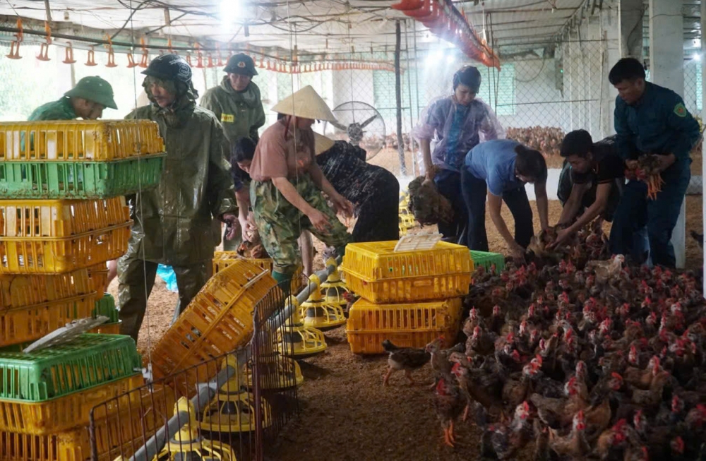 Công an xã cùng gia chủ “giải cứu” đàn gà 5.000 con bị ngập lụt do bão