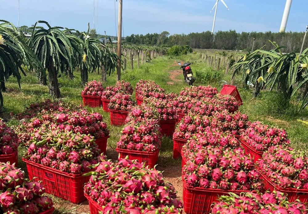 Thanh long, hồ tiêu xuất khẩu kêu cứu: Thủ tướng chỉ đạo giải quyết ngay
