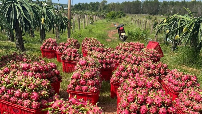 Thanh long, hồ tiêu xuất khẩu kêu cứu: Thủ tướng chỉ đạo giải quyết ngay