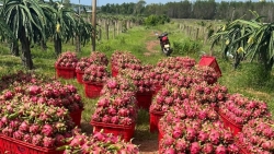 thanh long ho tieu xuat khau keu cuu thu tuong chi dao giai quyet ngay