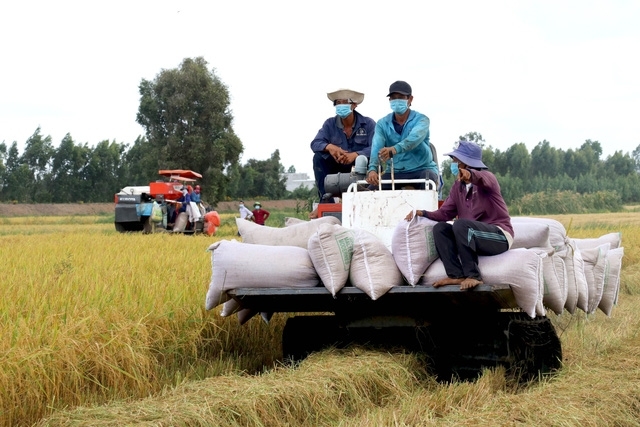 Bộ Công thương hỏa tốc đề nghị doanh nghiệp không mua gom ồ ạt lúa gạo