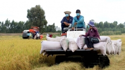 Bộ Công thương hỏa tốc đề nghị doanh nghiệp không mua gom ồ ạt lúa gạo