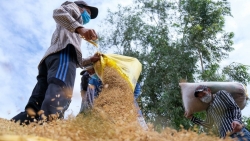 Bộ Công thương ra chỉ thị đảm bảo ổn định thị trường lúa gạo