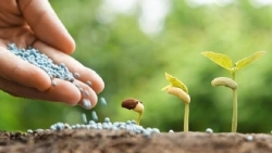 Bác tin Việt Nam dừng nhập khẩu phân bón DAP từ Hàn Quốc