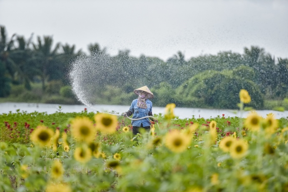 Ngắm cánh đồng hoa hướng dương rực rỡ khoe sắc tại Ecopark