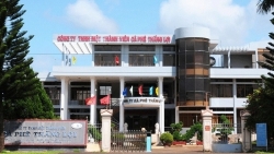 Cổ phiếu tăng trần bất thường, Công ty Cà Phê Thắng Lợi nghi bị thao túng