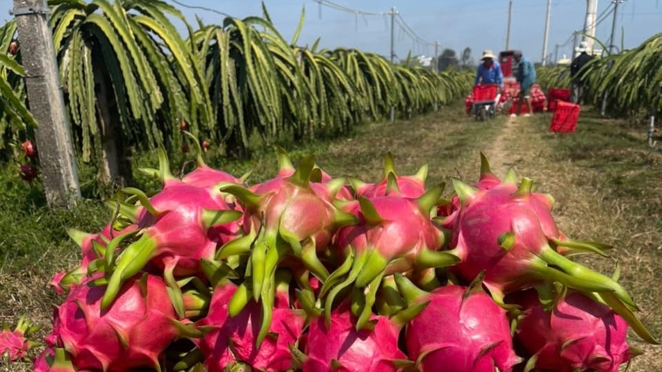 Làm rõ thông tin siêu thị Anh dừng bán thanh long Việt Nam