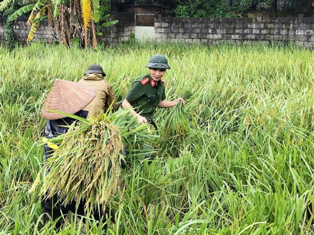 Bão Yagi gây thiệt hại, ngập úng hàng trăm nghìn ha lúa, hoa màu