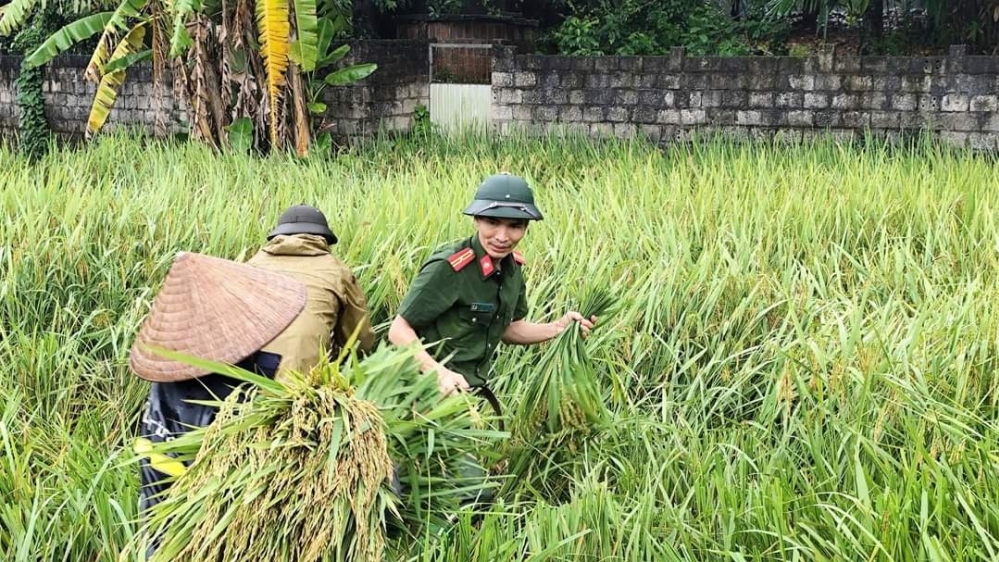 Bão Yagi gây thiệt hại, ngập úng hàng trăm nghìn ha lúa, hoa màu