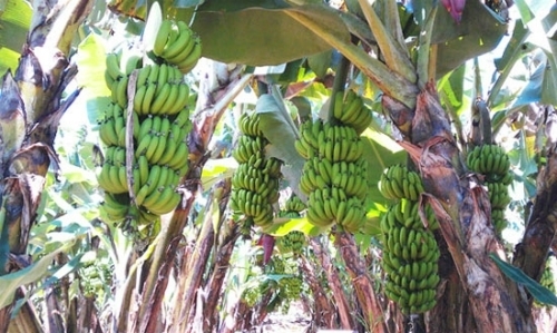 Nâng quy mô gói tín dụng cho nông, lâm, thuỷ sản lên mức 185.000 tỷ đồng