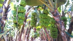 nang quy mo goi tin dung cho nong lam thuy san len muc 185000 ty dong