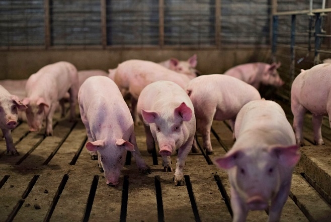 gia thit lon leo thang pho thu tuong chi dao khan truong binh on