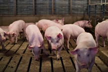 Giá thịt lợn leo thang, Phó Thủ tướng chỉ đạo khẩn trương bình ổn